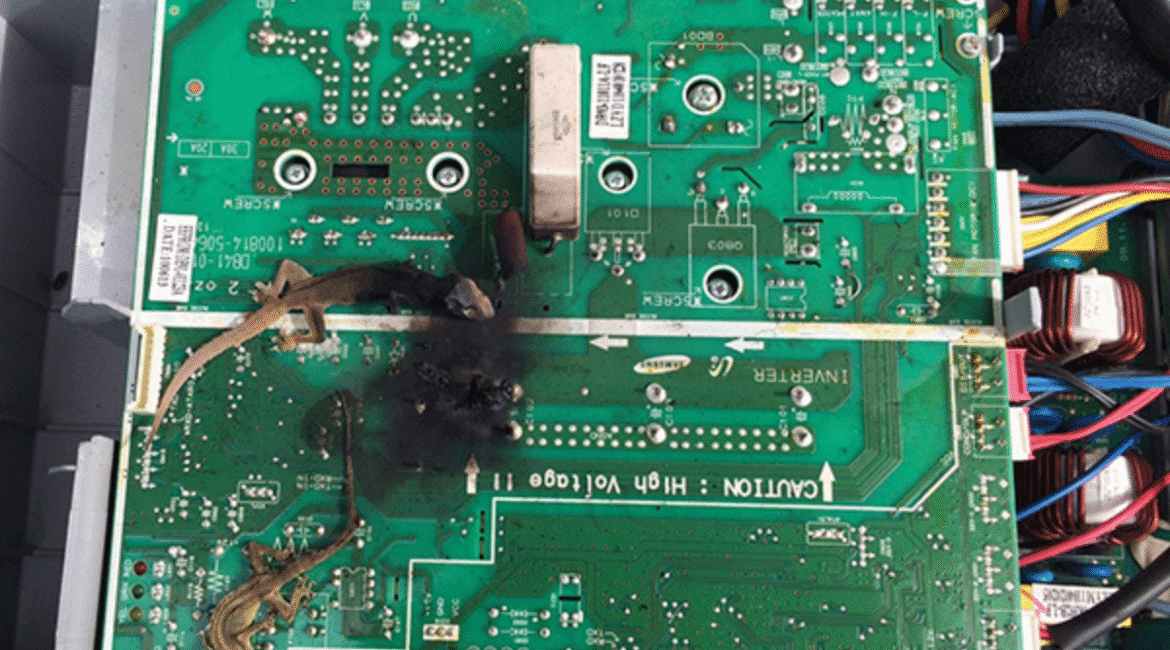 Burnt air conditioning circuit board containing two dead geckos, illustrating severe electrical damage and the importance of professional gecko treatment for protecting air conditioning Gold Coast systems.