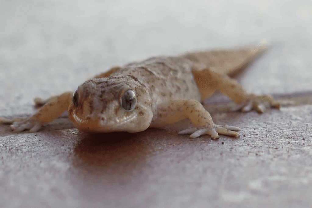 Close-up of a gecko on the floor, a common pest in air conditioning Gold Coast systems, highlighting the need to keep geckos out of your air conditioner.