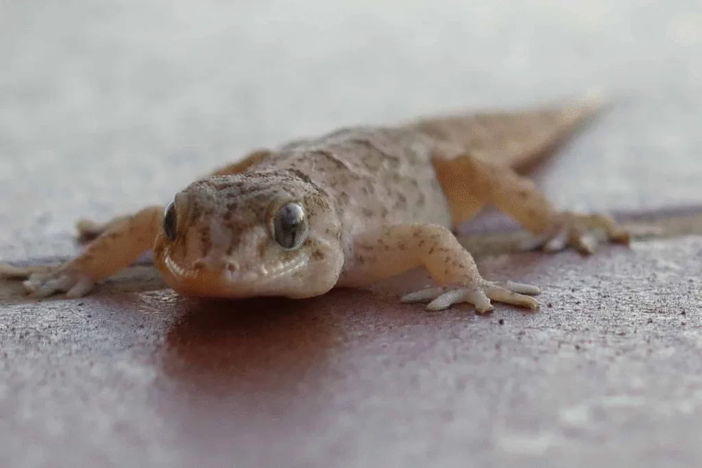 Close-up of a gecko on the floor, a common pest in air conditioning Gold Coast systems, highlighting the need to keep geckos out of your air conditioner.