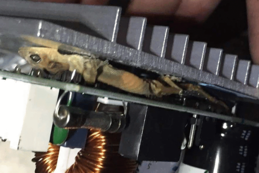 Dead gecko stuck inside the electronics of an air conditioning Gold Coast unit, emphasising the importance of keeping geckos out of your air conditioner.