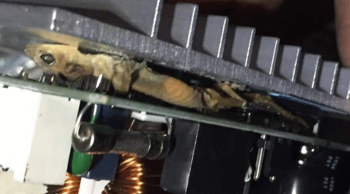 Dead gecko stuck inside the electronics of an air conditioning Gold Coast unit, emphasising the importance of keeping geckos out of your air conditioner.