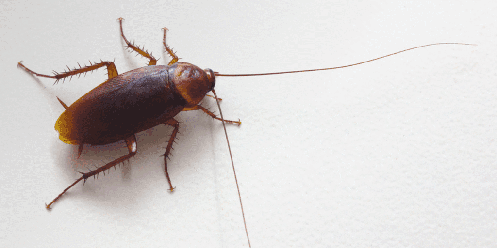 Single cockroach representing infestation from roaches crawling out of your air vents, preventable with air conditioning service Gold Coast and vermin treatment.