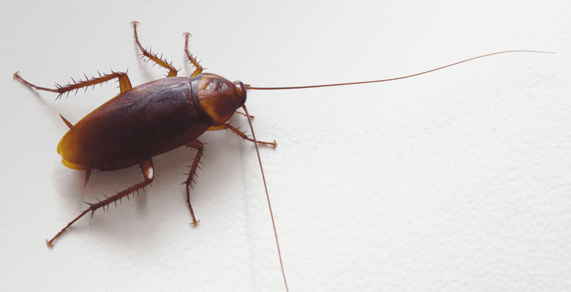Single cockroach representing infestation from roaches crawling out of your air vents, preventable with air conditioning service Gold Coast and vermin treatment.