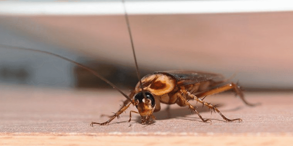 Cockroach near air vent symbolizing roaches crawling out of your air vents, a common issue solved by vermin treatment and air conditioning service Gold Coast.