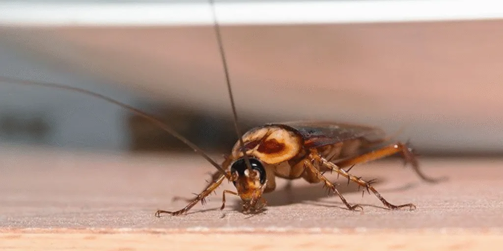 Cockroach near air vent symbolizing roaches crawling out of your air vents, a common issue solved by vermin treatment and air conditioning service Gold Coast.