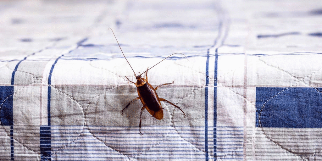 Roaches crawling out of your air vents spreading into living spaces, showing why preventative maintenance and professional vermin treatment are essential.