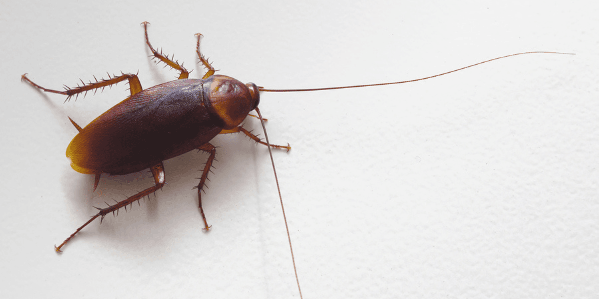 Single cockroach representing infestation from roaches crawling out of your air vents, preventable with air conditioning service Gold Coast and vermin treatment.