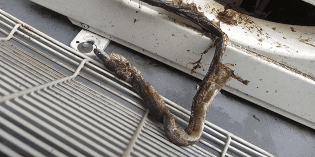 Snakes get into air conditioner systems seeking warmth but end up short-circuiting components. Vermin treatment and preventative maintenance provided by trusted air conditioning Gold Coast services help protect your unit.