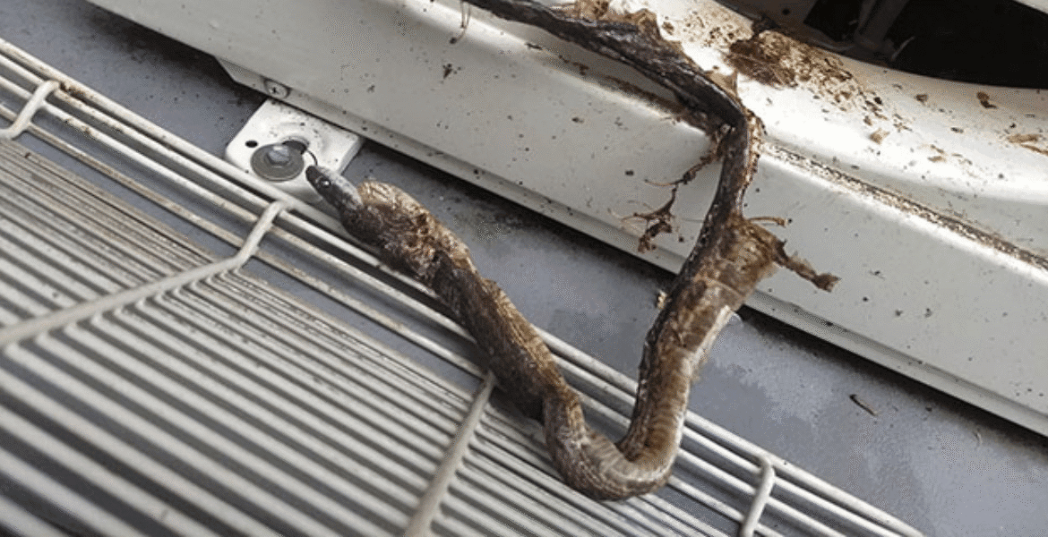 Snakes get into air conditioner systems seeking warmth but end up short-circuiting components. Vermin treatment and preventative maintenance provided by trusted air conditioning Gold Coast services help protect your unit.