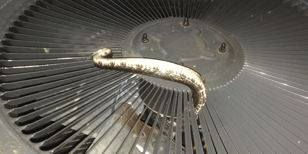 Snakes get into air conditioner units and cause damage to fans and wiring. Professional vermin treatment and preventative maintenance from an air conditioning Gold Coast expert can stop this problem.