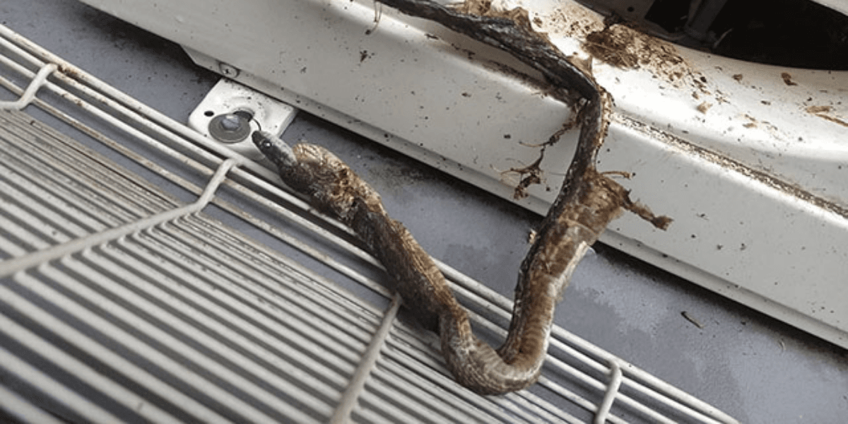 Snakes Get Into Air Conditioner: A Risk You Don’t Want To Ignore ...