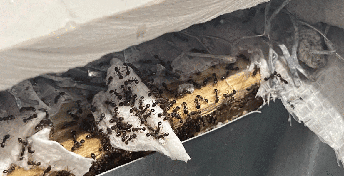Close-up of ants in air vents building a nest inside AC insulation, showing why air conditioning Gold Coast homes require vermin treatment and preventative maintenance.