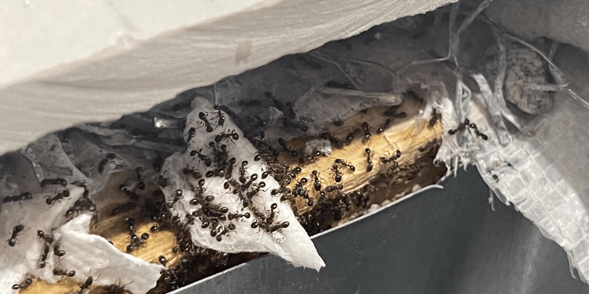 Close-up of ants in air vents building a nest inside AC insulation, showing why air conditioning Gold Coast homes require vermin treatment and preventative maintenance.