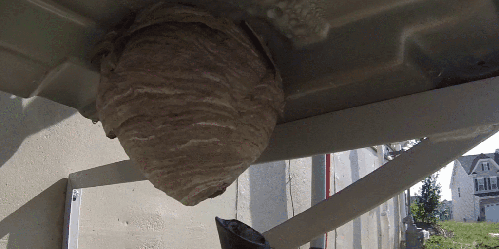 Bees in AC forming a large nest inside outdoor air conditioning unit – a serious risk that requires vermin treatment, preventative maintenance, and professional air conditioning service Gold Coast.