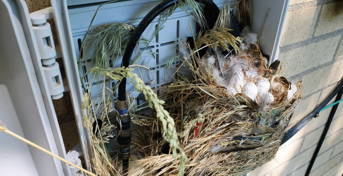 Bird nest with eggs and feathers built inside AC wiring, demonstrating serious risks of a bird nest in your air conditioner and the need for vermin treatment, preventative maintenance, and expert air conditioning service Gold Coast.