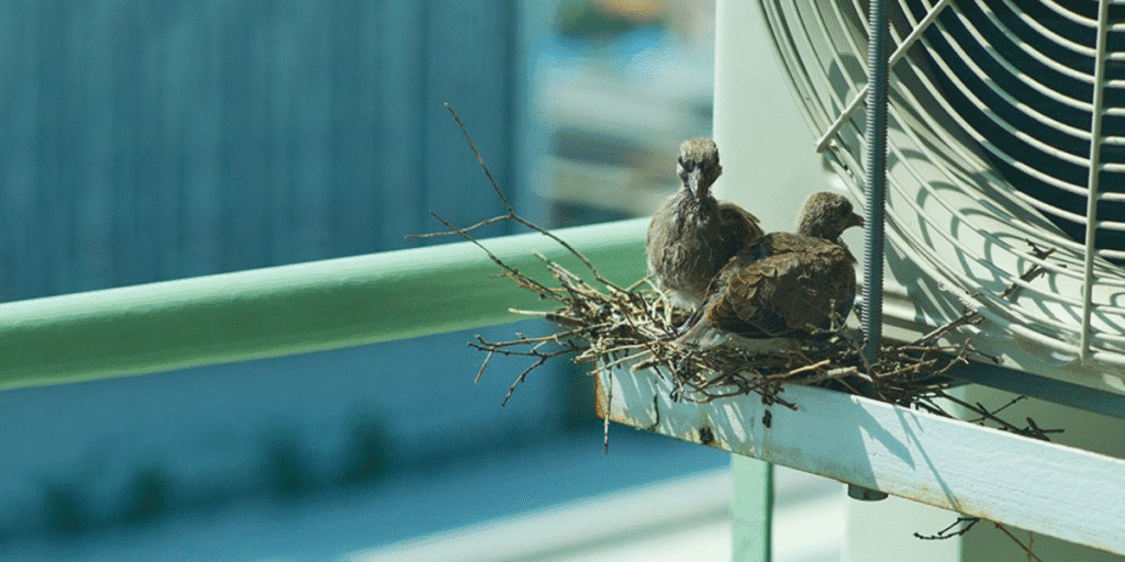 Two birds nesting on top of an outdoor AC unit, showing the dangers of a bird nest in your air conditioner and why vermin treatment with an air conditioning service Gold Coast is vital for preventative maintenance.