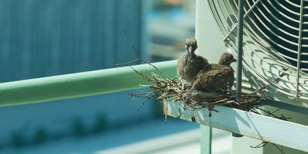 Two birds nesting on top of an outdoor AC unit, showing the dangers of a bird nest in your air conditioner and why vermin treatment with an air conditioning service Gold Coast is vital for preventative maintenance.