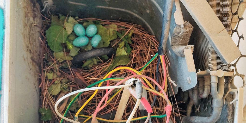 Inside view of an AC unit with blue eggs and wiring tangled in twigs, highlighting hidden risks of a bird nest in your air conditioner and the importance of vermin treatment and preventative maintenance by an air conditioning service Gold Coast.