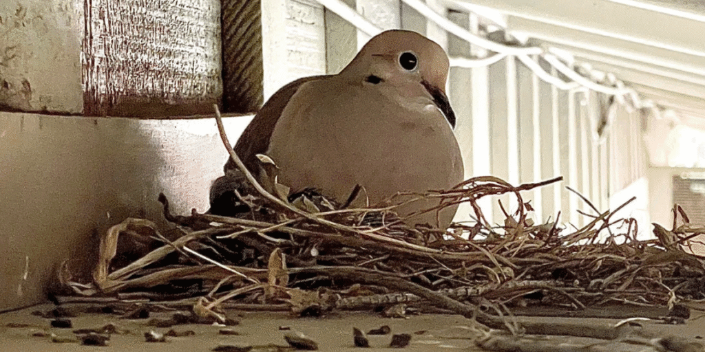 Close-up of a bird sitting on a nest under an air conditioner, illustrating how a bird nest in your air conditioner can harm airflow and why vermin treatment and preventative maintenance from an air conditioning service Gold Coast are essential.