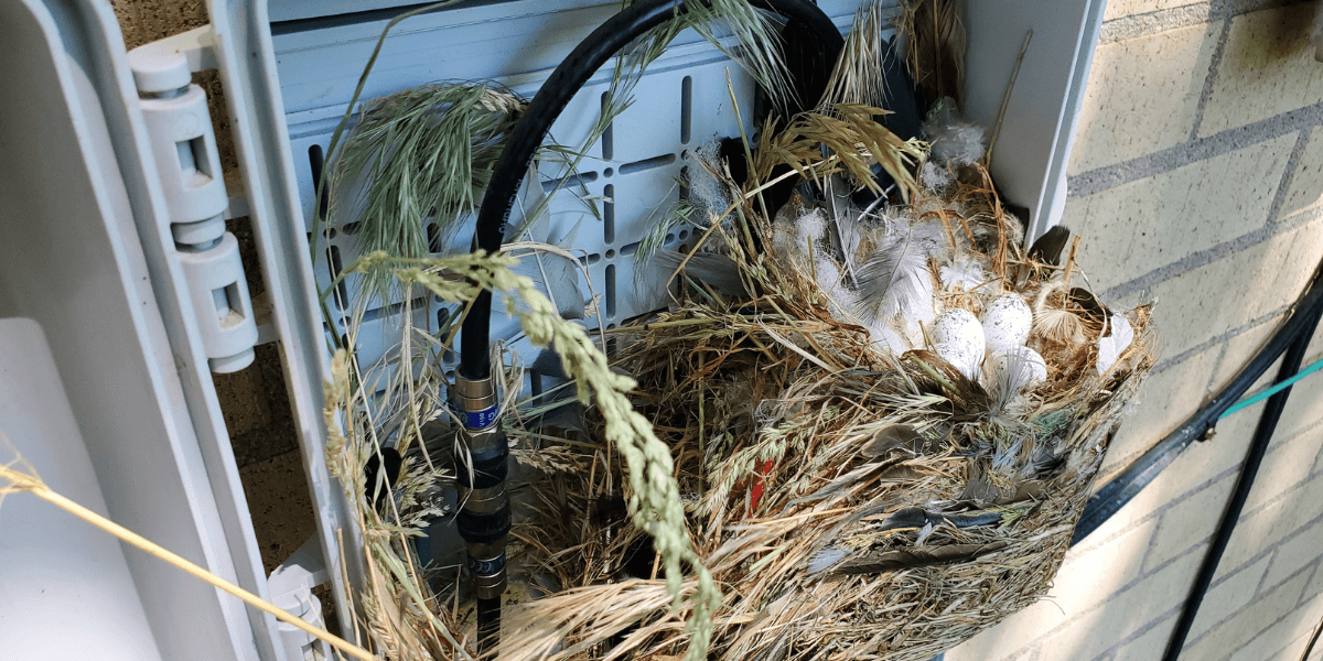 Bird nest with eggs and feathers built inside AC wiring, demonstrating serious risks of a bird nest in your air conditioner and the need for vermin treatment, preventative maintenance, and expert air conditioning service Gold Coast.