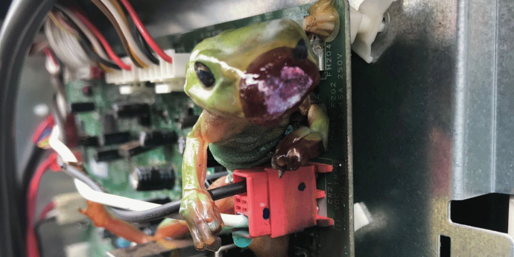 Burnt frog on printed circuit board inside air conditioner, proof that a frog can short-circuit air conditioner. Vermin treatment and preventative maintenance by air conditioning service Gold Coast protect systems from damage.
