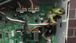 Green frog stuck on AC circuit board, causing damage and showing how a frog can short-circuit air conditioner. Vermin treatment and preventative maintenance help avoid costly repairs with air conditioning service Gold Coast.