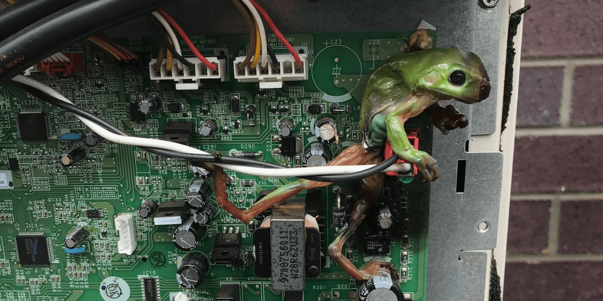 Green frog stuck on AC circuit board, causing damage and showing how a frog can short-circuit air conditioner. Vermin treatment and preventative maintenance help avoid costly repairs with air conditioning service Gold Coast.