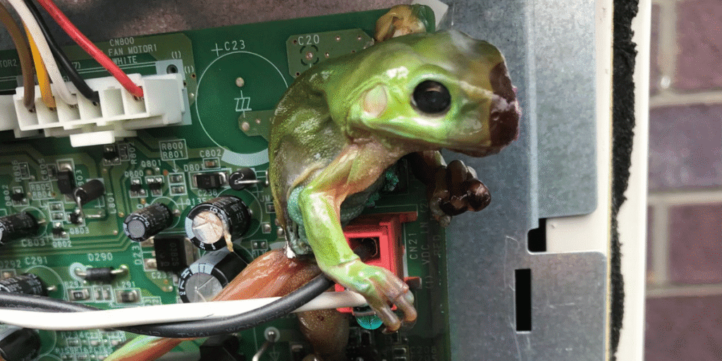 Close-up of frog inside AC control board after short-circuit. Highlights danger to air conditioners and why vermin treatment plus preventative maintenance from air conditioning service Gold Coast are essential.