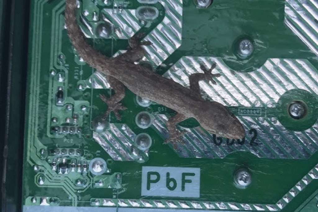 Dead gecko inside an electrical board showing severe gecko damage to air conditioning Gold Coast units, highlighting the need for gecko treatment.