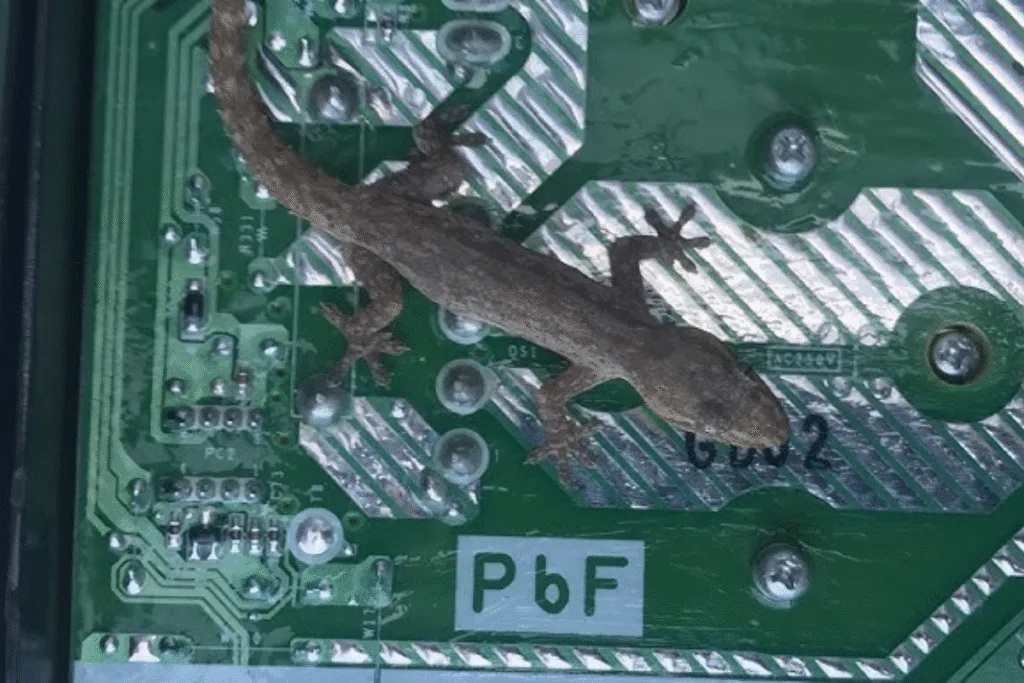 Dead gecko inside an electrical board showing severe gecko damage to air conditioning Gold Coast units, highlighting the need for gecko treatment.