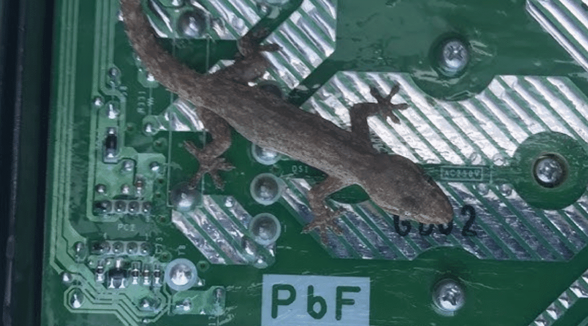 Dead gecko inside an electrical board showing severe gecko damage to air conditioning Gold Coast units, highlighting the need for gecko treatment.
