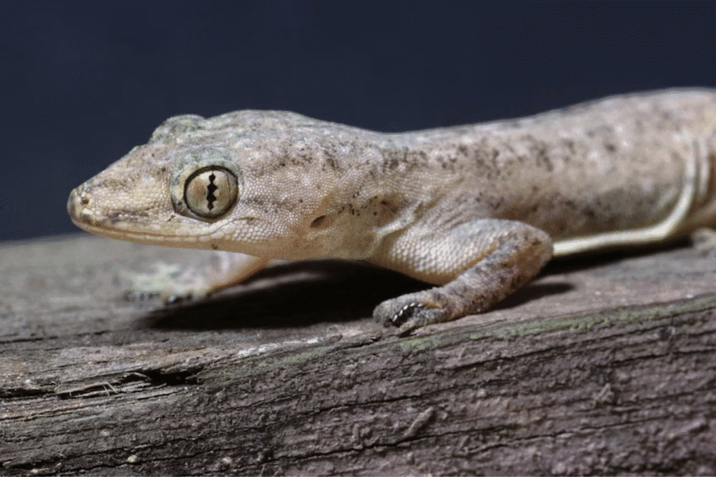 Close-up of a gecko that can cause gecko damage to air conditioning Gold Coast systems by entering outdoor units and damaging electrical boards.