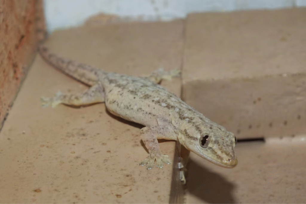 Gecko crawling along a wall corner, a common source of gecko problems for air conditioning Gold Coast systems. 