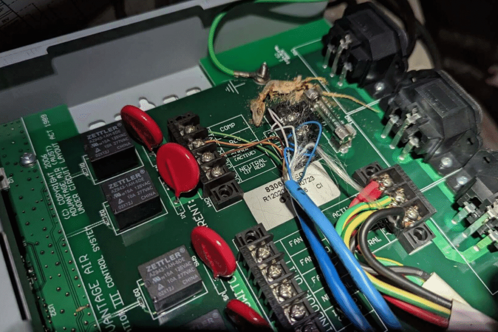 Dead gecko inside air conditioner control board causing electrical damage, a gecko problem requiring urgent AC service Gold Coast.