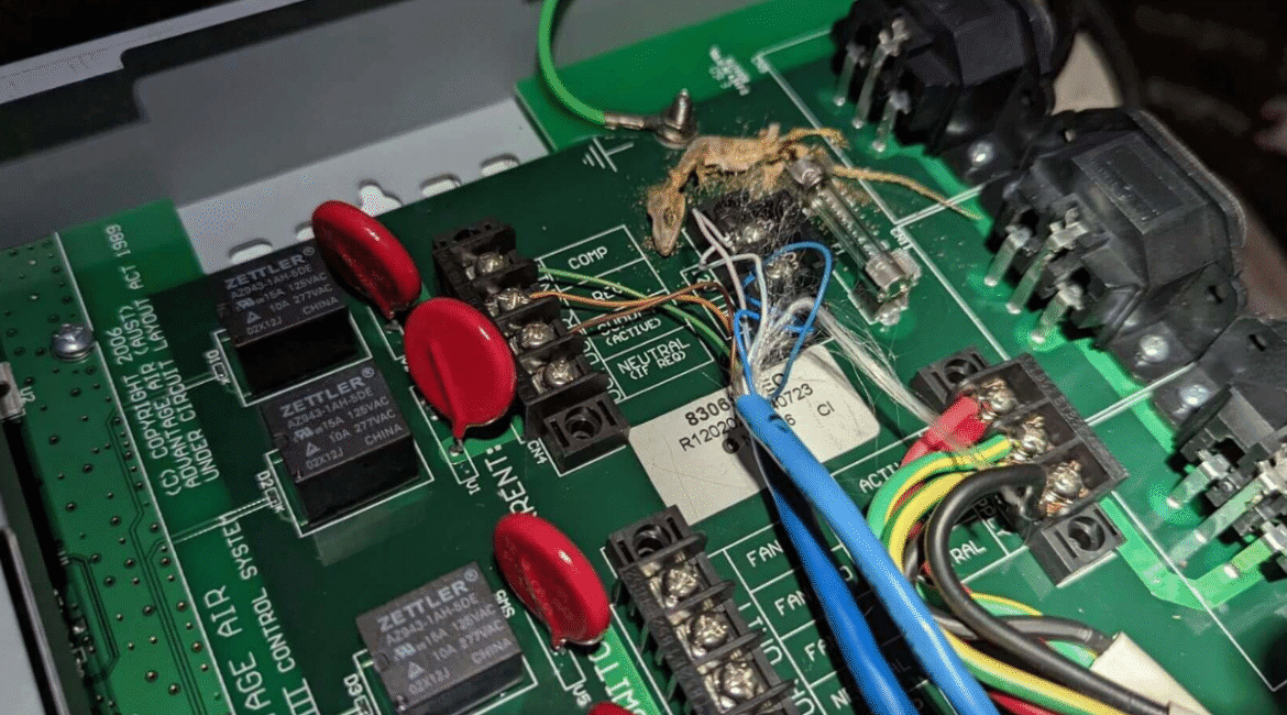 Dead gecko inside air conditioner control board causing electrical damage, a gecko problem requiring urgent AC service Gold Coast.