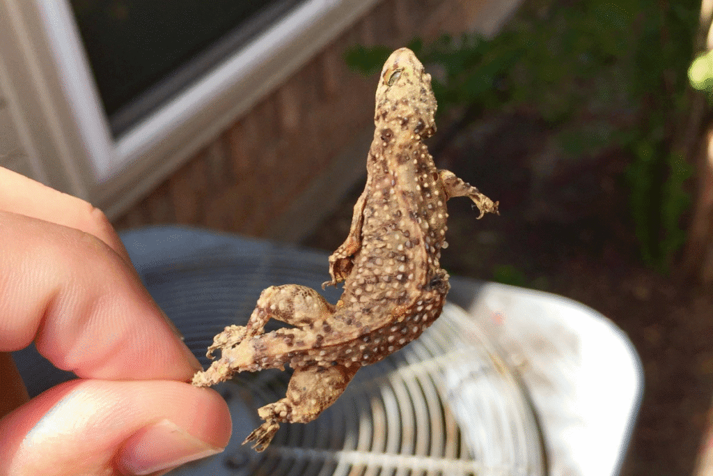 Technician holding a dried gecko found inside an air conditioner, highlighting the need for preventative maintenance and professional gecko treatment for AC on the Gold Coast.