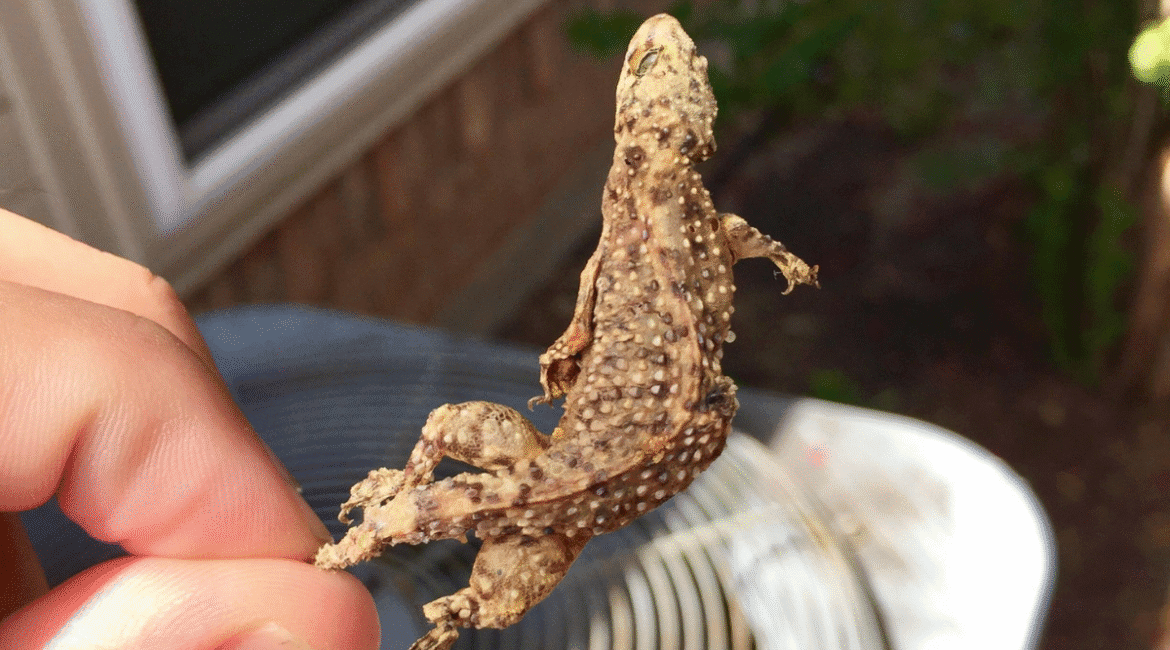 Technician holding a dried gecko found inside an air conditioner, highlighting the need for preventative maintenance and professional gecko treatment for AC on the Gold Coast.