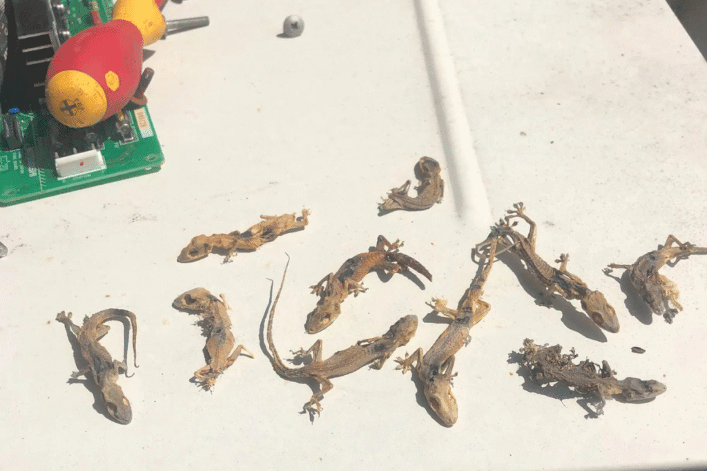 Dead geckos collected from inside an air conditioning unit on the Gold Coast, showing the importance of preventative maintenance and gecko treatment for AC systems.
