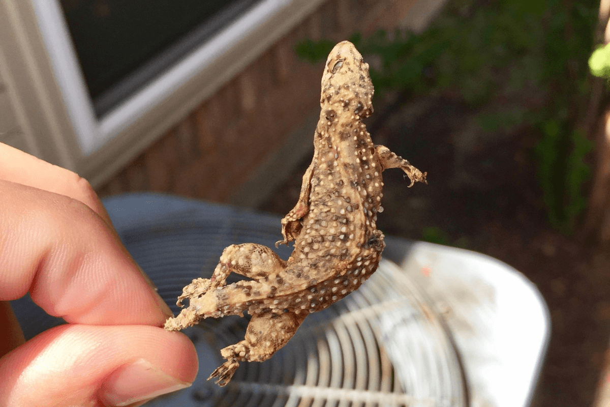 Technician holding a dried gecko found inside an air conditioner, highlighting the need for preventative maintenance and professional gecko treatment for AC on the Gold Coast.