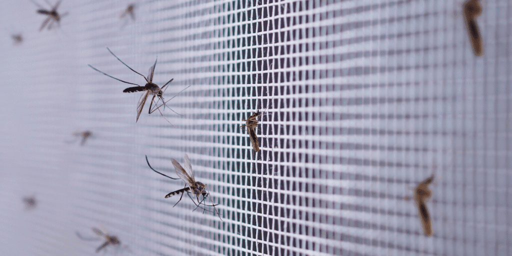 Several insects and mosquitoes keep crawling into AC through mesh, highlighting risks without vermin treatment, preventative maintenance, and professional air conditioning service Gold Coast.