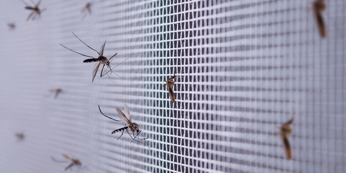 Chill Insects Why Insects And Mosquitoes Keep Crawling Into Your AC? - DEEPCHILL
