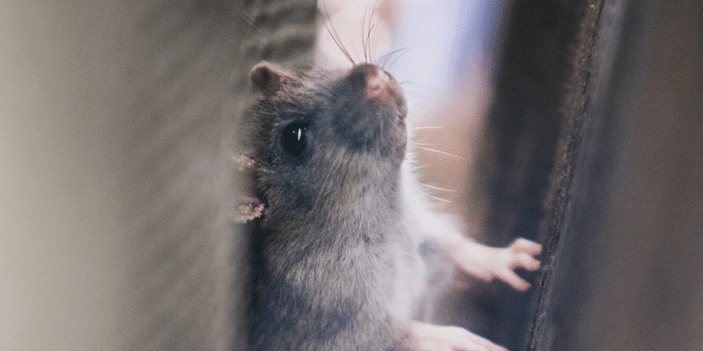Close-up of a mouse hiding inside ductwork, a common case of mouse in air conditioner. DEEPCHILL provides vermin treatment, preventative maintenance, and trusted air conditioning service Gold Coast.