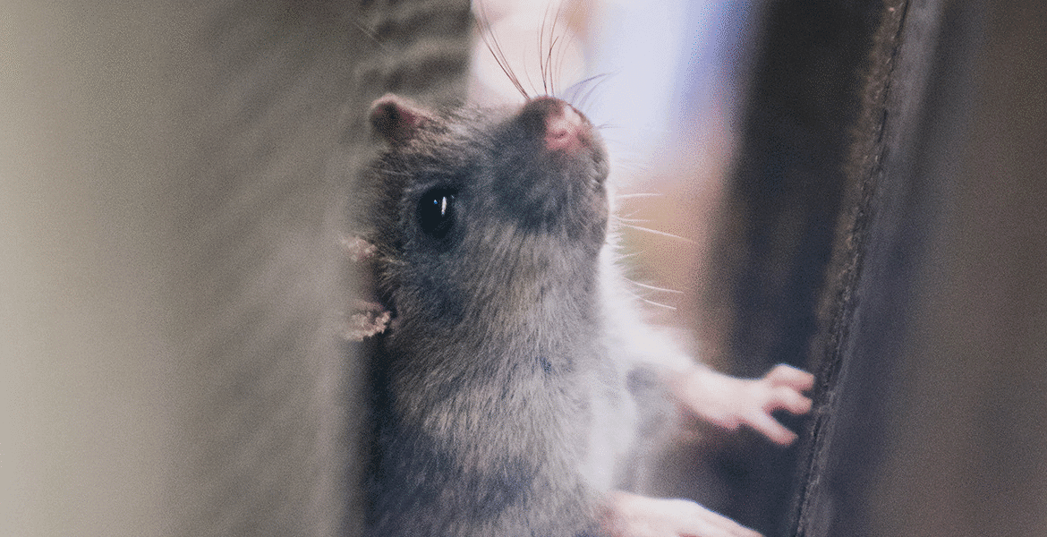 Close-up of a mouse hiding inside ductwork, a common case of mouse in air conditioner. DEEPCHILL provides vermin treatment, preventative maintenance, and trusted air conditioning service Gold Coast.