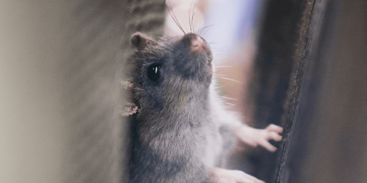 Close-up of a mouse hiding inside ductwork, a common case of mouse in air conditioner. DEEPCHILL provides vermin treatment, preventative maintenance, and trusted air conditioning service Gold Coast.
