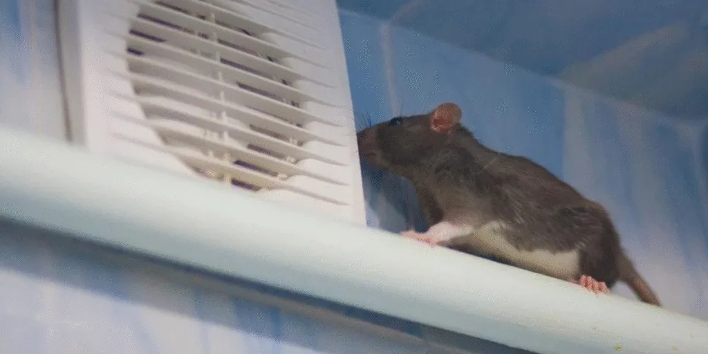 Rat inspecting a bathroom air vent, showing the danger of mouse in air conditioner. Protect your system with DEEPCHILL’s vermin treatment, preventative maintenance, and expert air conditioning service Gold Coast.
