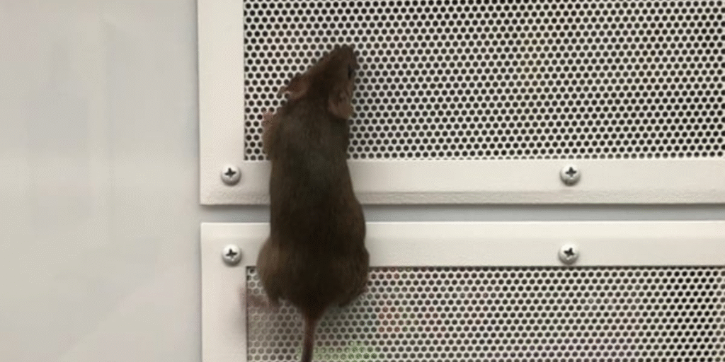 Mouse climbing on an air conditioner vent, a clear sign of mouse in air conditioner. DEEPCHILL offers vermin treatment and preventative maintenance with professional air conditioning service Gold Coast.