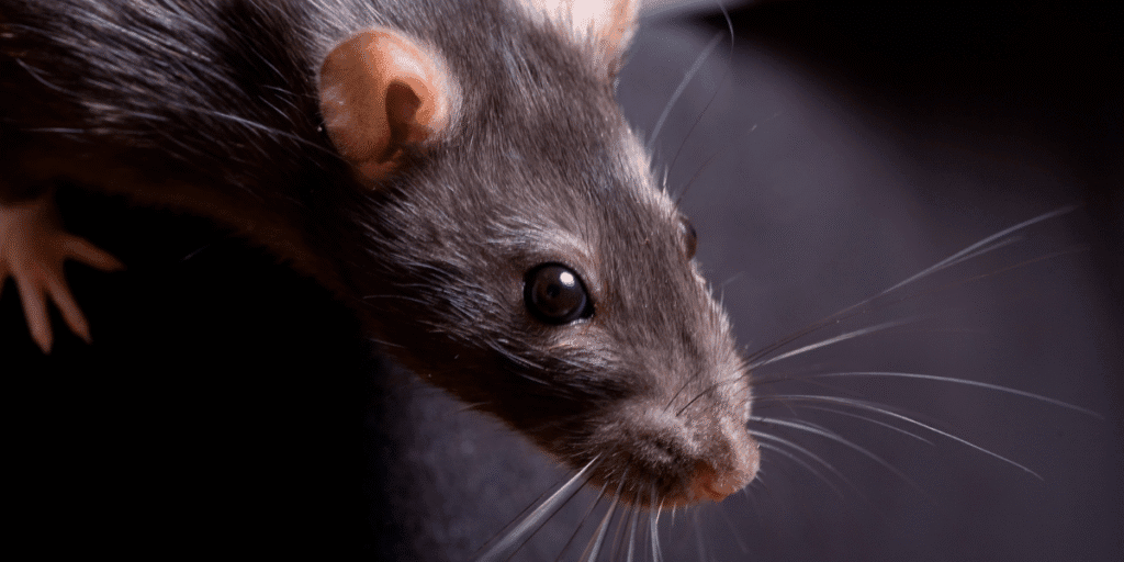 Black rat inside a home, posing risks of mouse in air conditioner. Prevent damage and odours with DEEPCHILL’s vermin treatment, preventative maintenance, and professional air conditioning service Gold Coast.