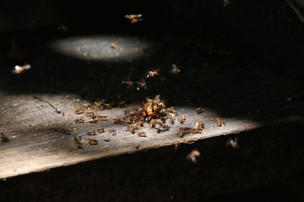 Pests gathering indoors highlight why AC must be pest-prevented with vermin treatment as part of preventative maintenance from a trusted air conditioning service Gold Coast.