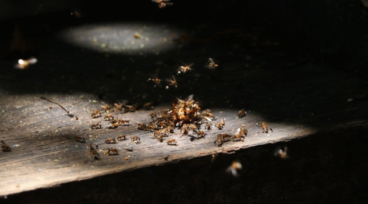 Pests gathering indoors highlight why AC must be pest-prevented with vermin treatment as part of preventative maintenance from a trusted air conditioning service Gold Coast.