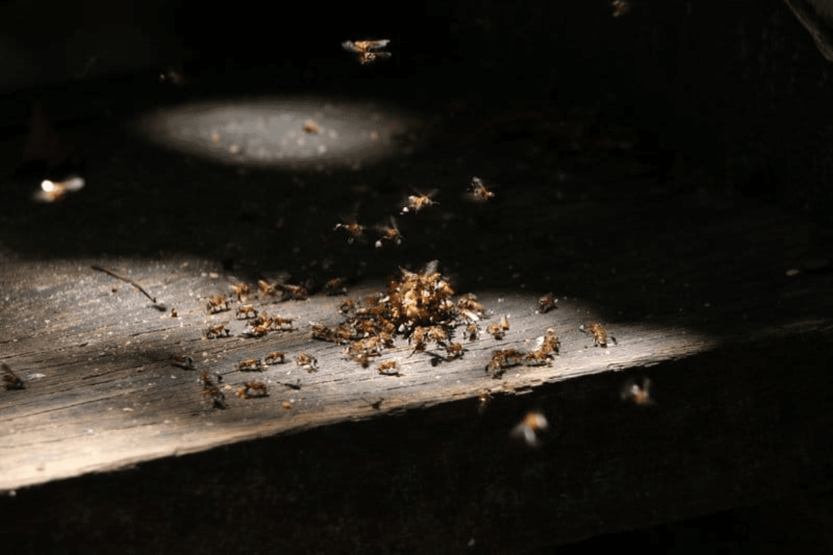 Pests gathering indoors highlight why AC must be pest-prevented with vermin treatment as part of preventative maintenance from a trusted air conditioning service Gold Coast.